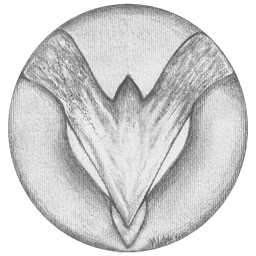 Spektatum Logo 2026